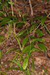 Allegheny hawkweed